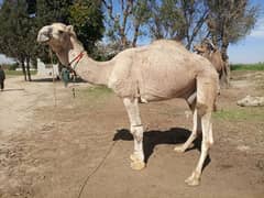 Camel for Sale