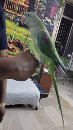 Raw Parrot For Sale