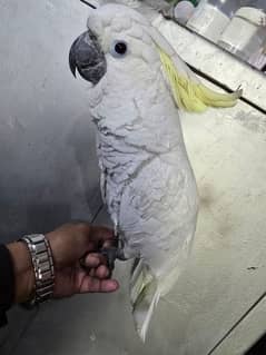 cockatoo jambo size