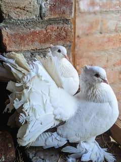 White American laka pair