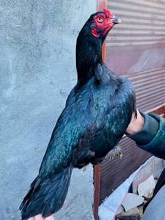 Aseel Lasani female available