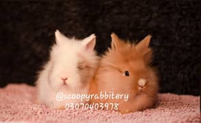 teddy bear dewarf and lionhead dewarf