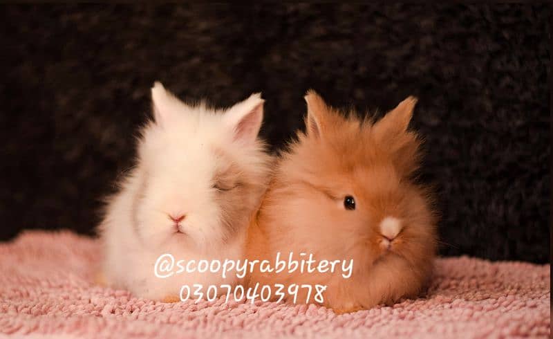 teddy bear dewarf and lionhead dewarf 0