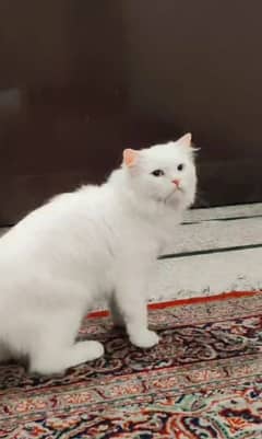 white male cat triple coated