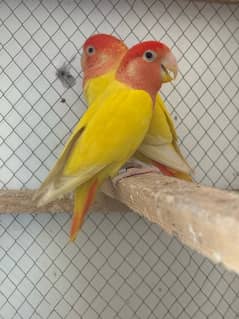 Love birds Breeder Pair Guaranteed