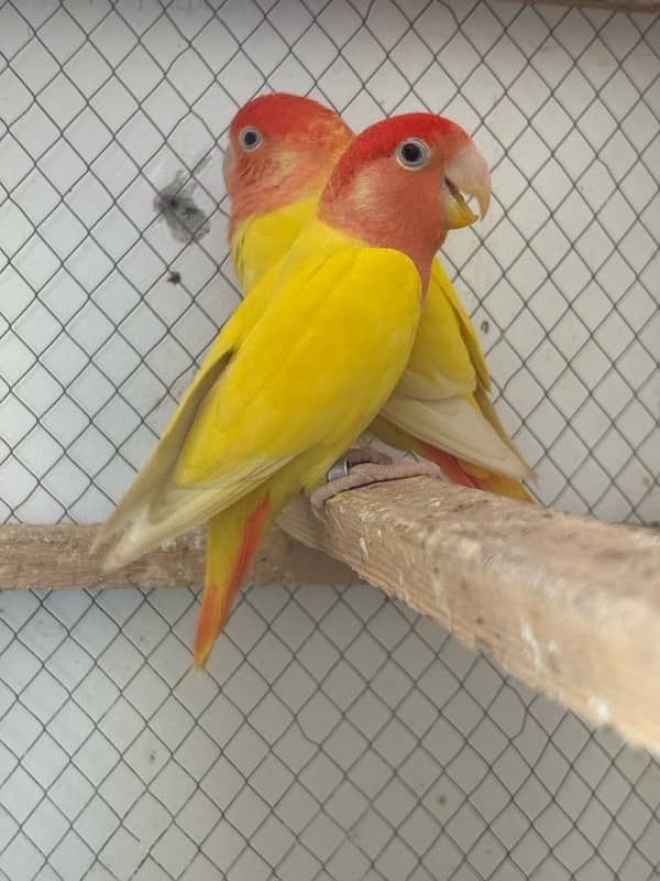 Love birds Breeder Pair Guaranteed 0