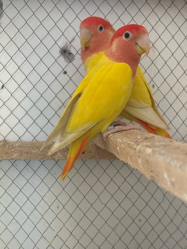 Love birds Breeder Pair Guaranteed 1