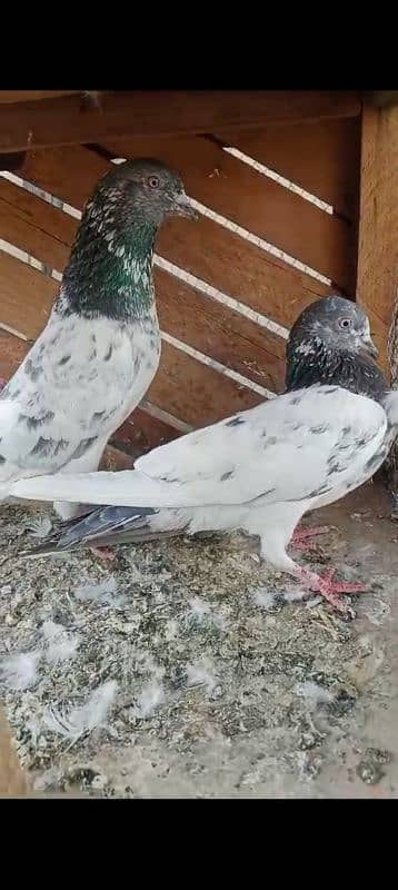 high pigeons guaranteed pair 0