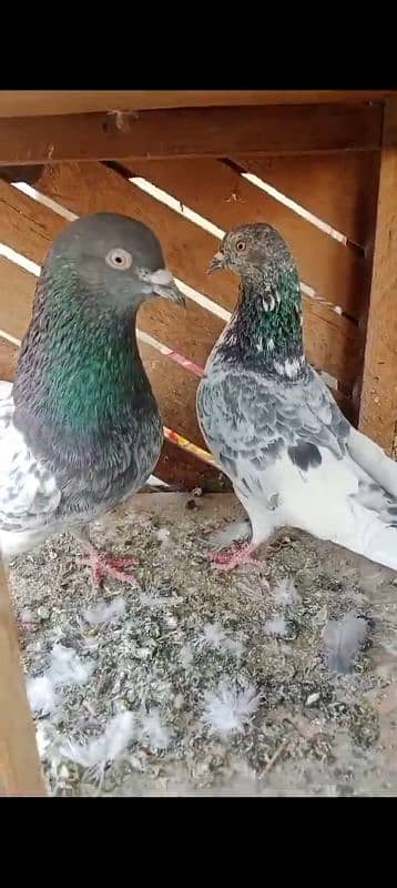 high pigeons guaranteed pair 1