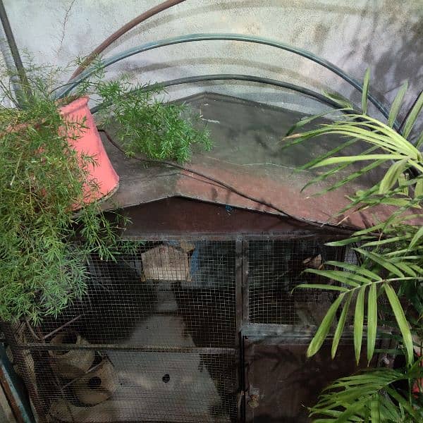 Parrot cage 1