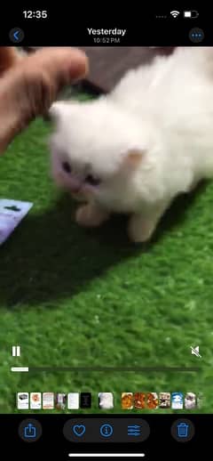 persian white cat