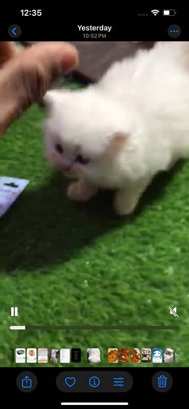 persian white cat 0