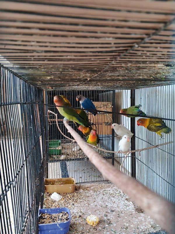 Lovebirds / fisher / conure / cocktail available 1