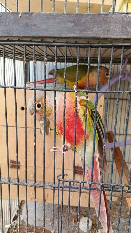 Lovebirds / fisher / conure / cocktail available 3