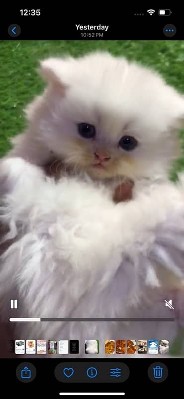 persian white cat 1