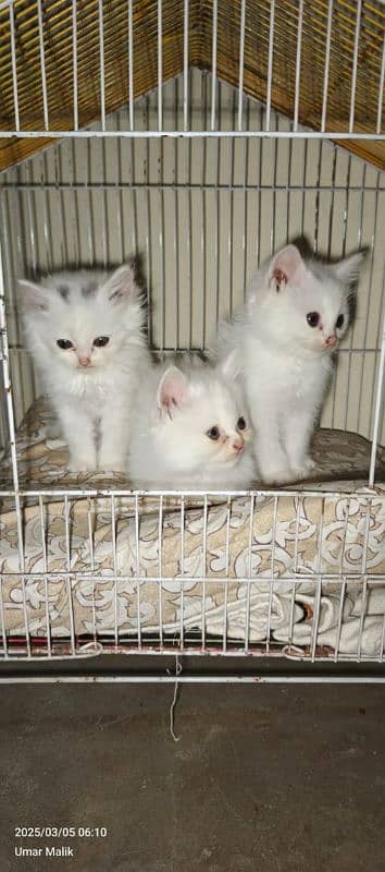 Persian Kittens | White Persian Kittens 12