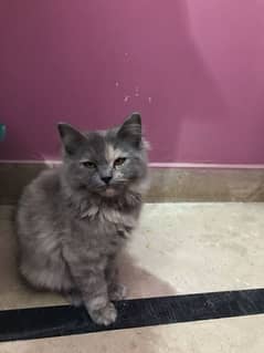 cute Persian kitten for sale