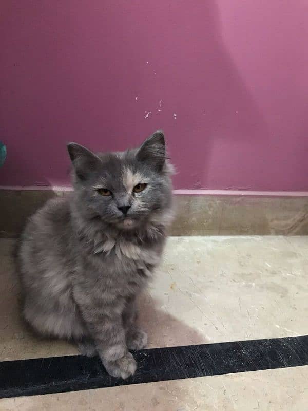 cute Persian kitten for sale 0