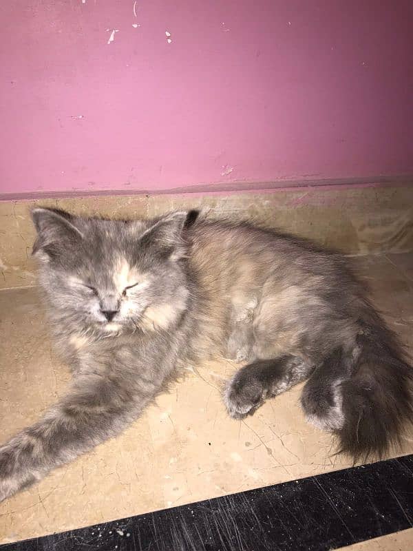 cute Persian kitten for sale 1