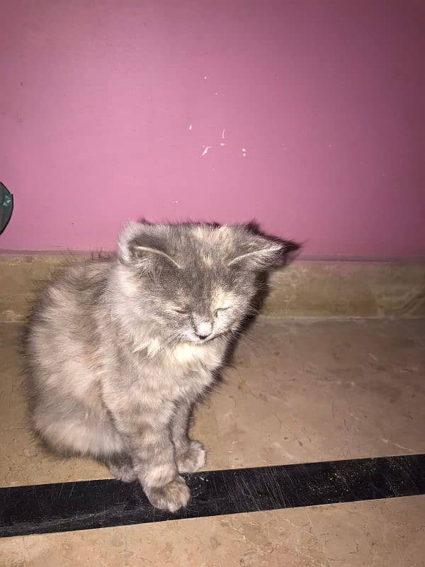 cute Persian kitten for sale 2