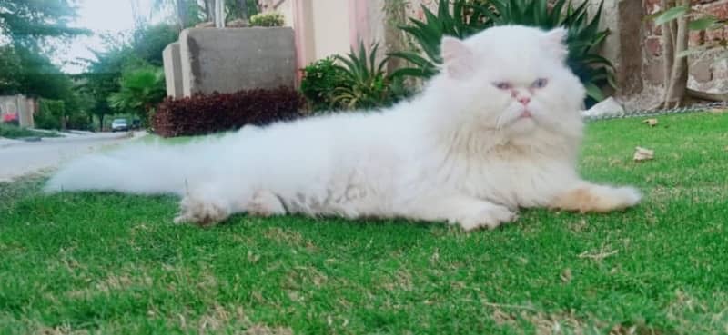 male cat for mating +crose+stud only 1