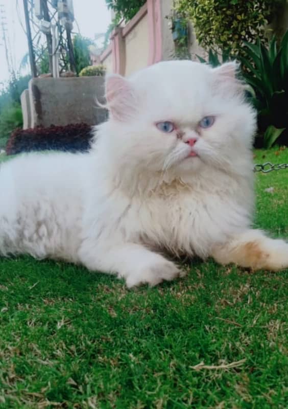 male cat for mating +crose+stud only 2