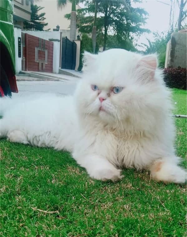 male cat for mating +crose+stud only 7