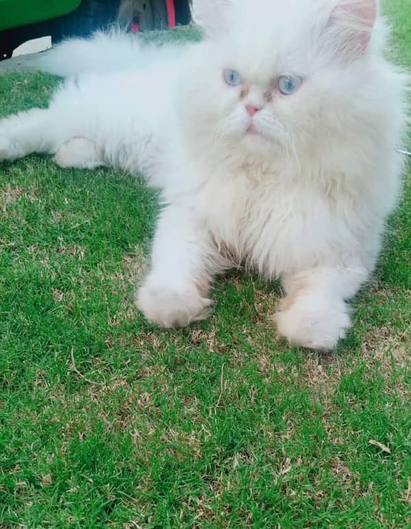 male cat for mating +crose+stud only 8