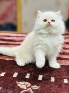 Persian Kitten | Punch Face | Triple Coated | Female | 03124188513