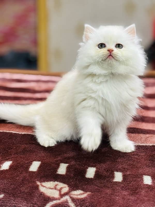 Persian Kitten | Punch Face | Triple Coated | Female | 03124188513 0