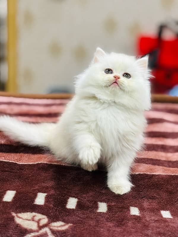 Persian Kitten | Punch Face | Triple Coated | Female | 03124188513 1