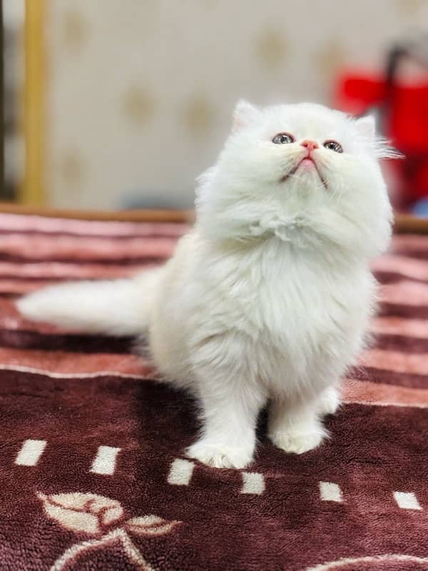 Persian Kitten | Punch Face | Triple Coated | Female | 03124188513 2