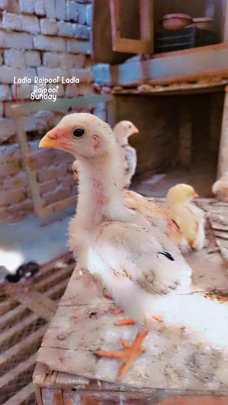 White Shamu & Black shamu chicks available. 8