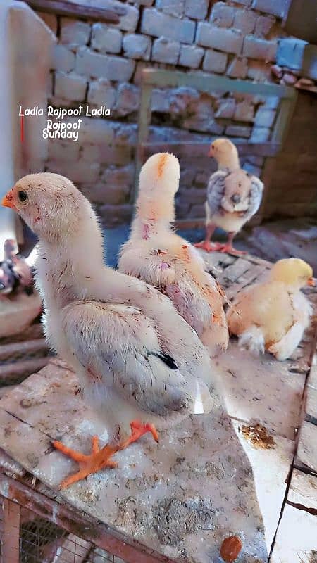 White Shamu & Black shamu chicks available. 9