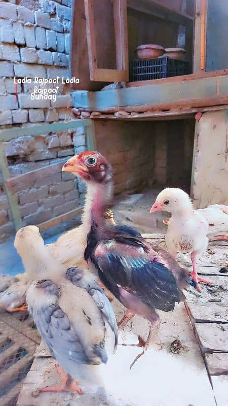 White Shamu & Black shamu chicks available. 10