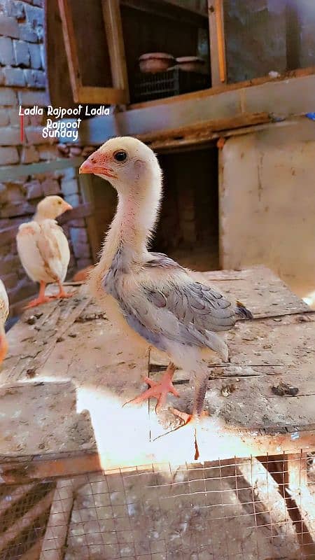 White Shamu & Black shamu chicks available. 11