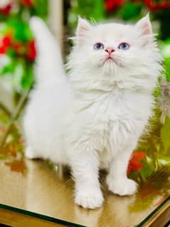 Persian Kitten | Punch Face | Triple Coated | Male | 03124188513