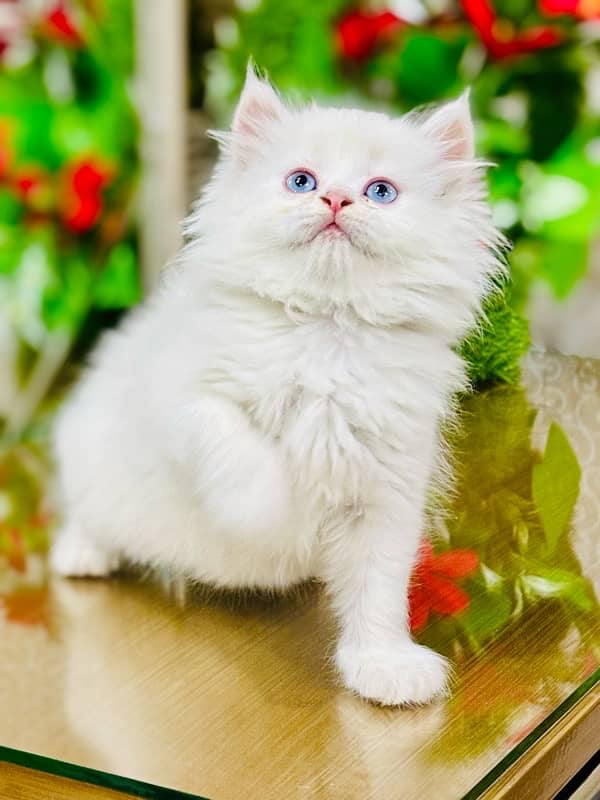 Persian Kitten | Punch Face | Triple Coated | Male | 03124188513 1