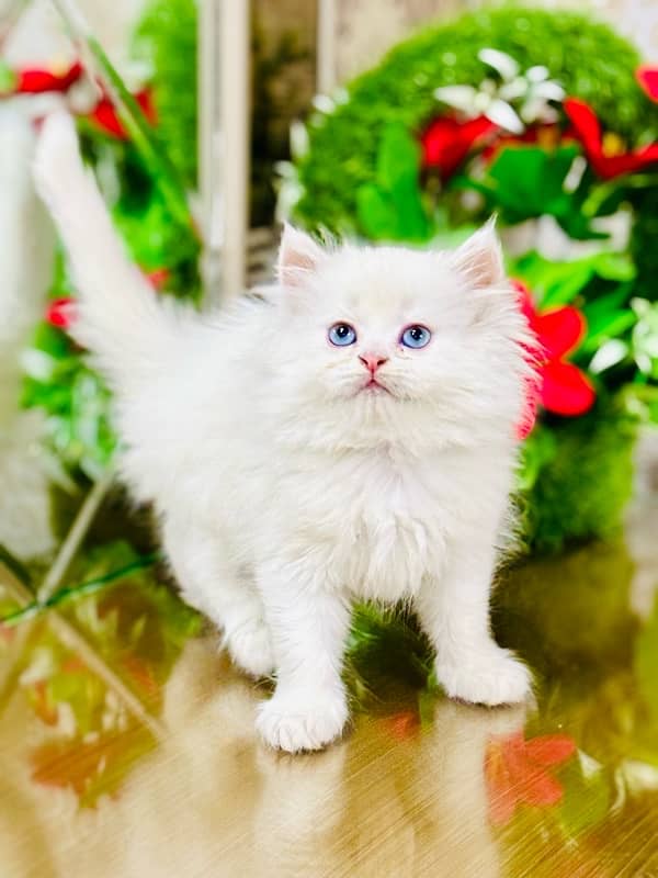 Persian Kitten | Punch Face | Triple Coated | Male | 03124188513 2