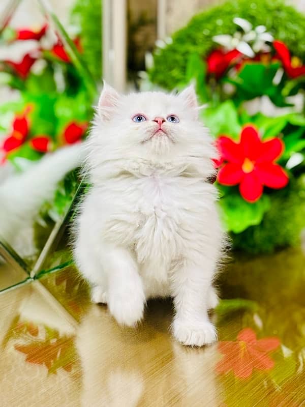 Persian Kitten | Punch Face | Triple Coated | Male | 03124188513 3