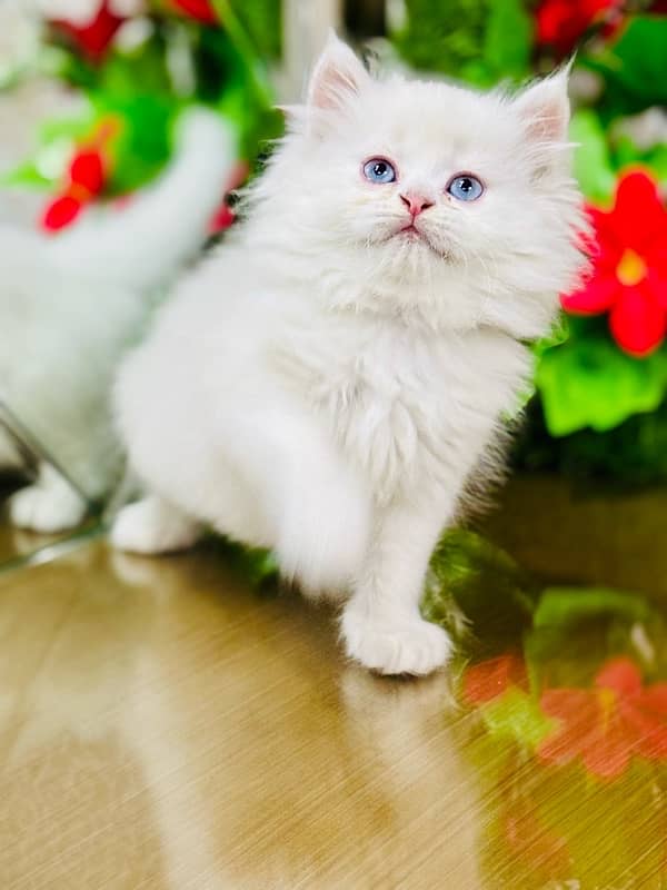 Persian Kitten | Punch Face | Triple Coated | Male | 03124188513 4