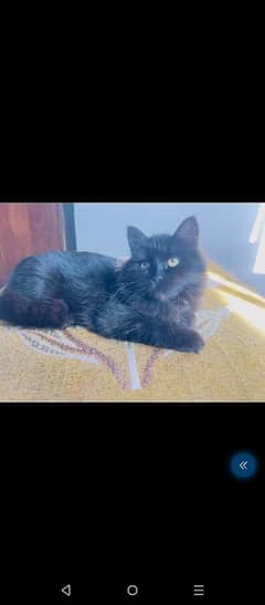 Persian Cat For Sale Black