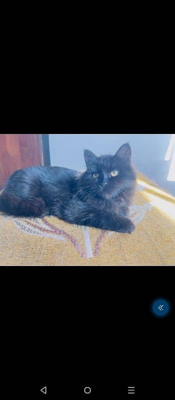 Persian Cat For Sale Black 0