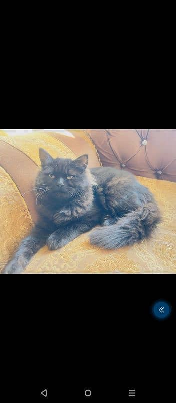 Persian Cat For Sale Black 1