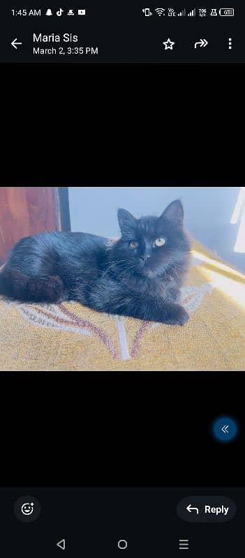 Persian Cat For Sale Black 2