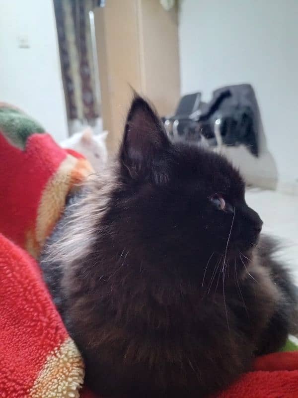 Persian Cat For Sale Black 3