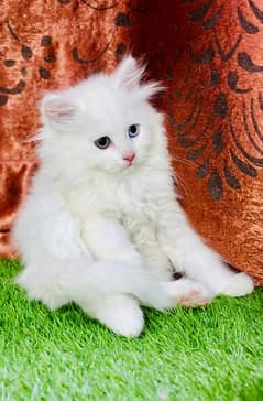 Persian Kitten | Punch Face | Triple Coated | Male | 03124188513