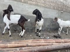 Goats For Sale