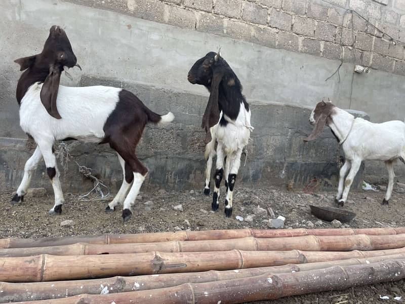 Goats For Sale 0