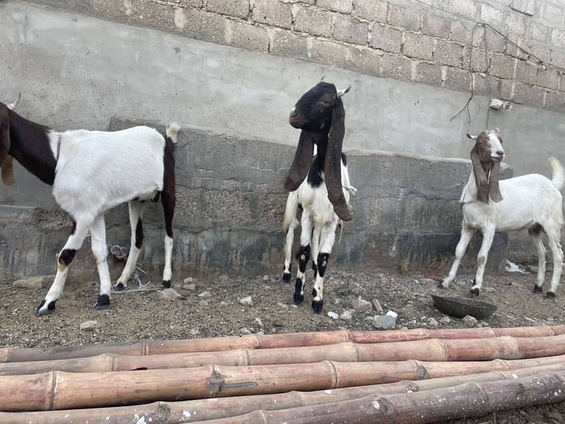 Goats For Sale 1